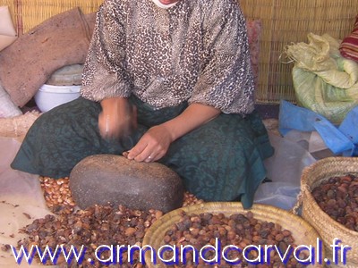Extraction des amandes d'argan