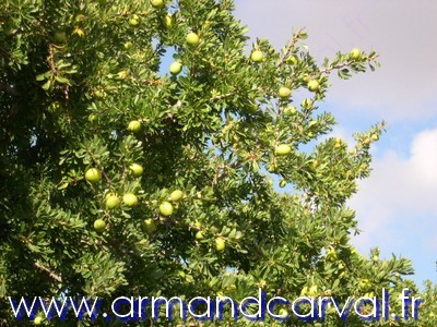 Arganier