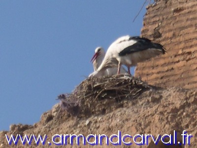 Cigognes � Marrakech