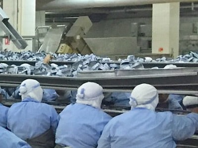Sardinières à l'usine Belma